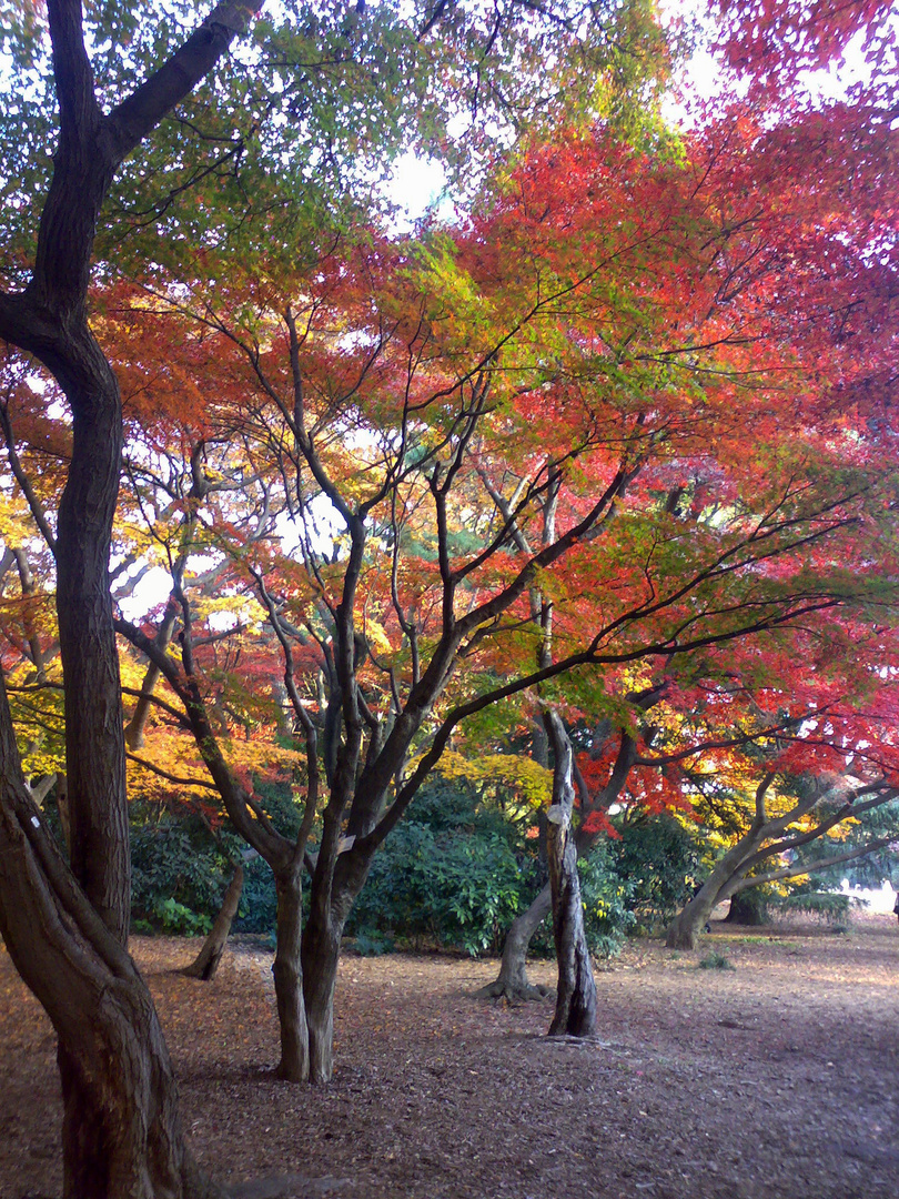 Autumn Hues in Shinjuku Gyoen