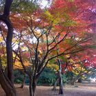 Autumn Hues in Shinjuku Gyoen