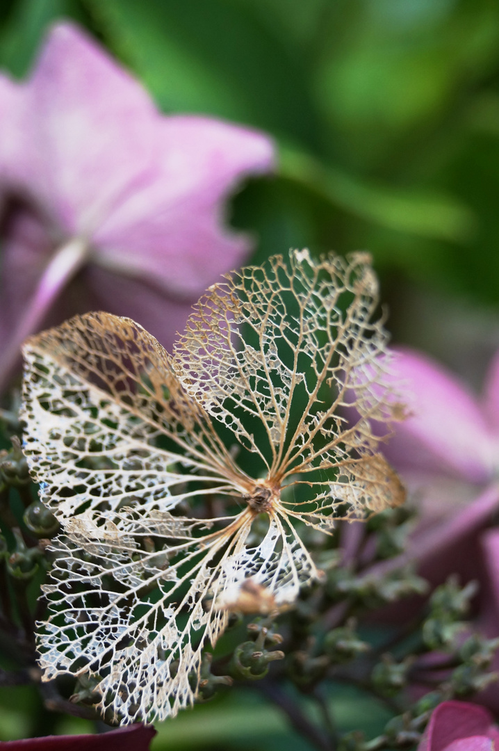 Autumn Hydrangea