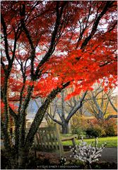 Autumn Idyllic - No.2  