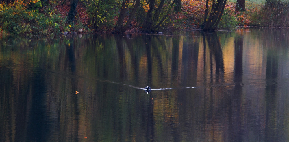 Autumn impression I