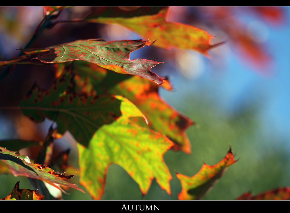 Autumn Impressions (1)