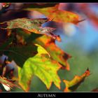 Autumn Impressions (1)