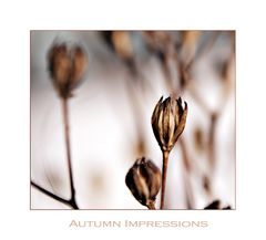 Autumn Impressions 2