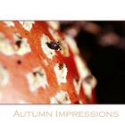 Autumn Impressions