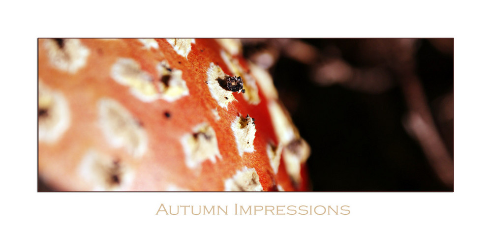 Autumn Impressions