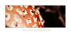 Autumn Impressions