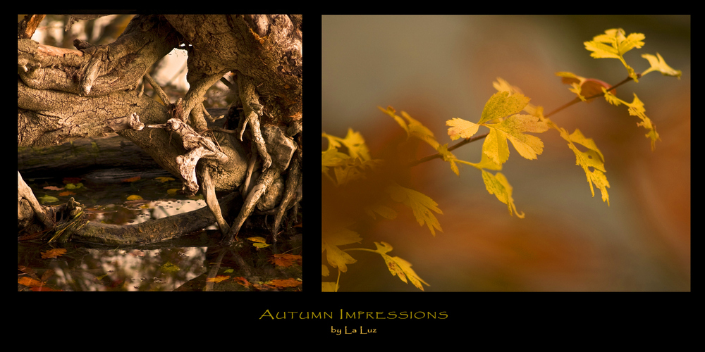 Autumn Impressions