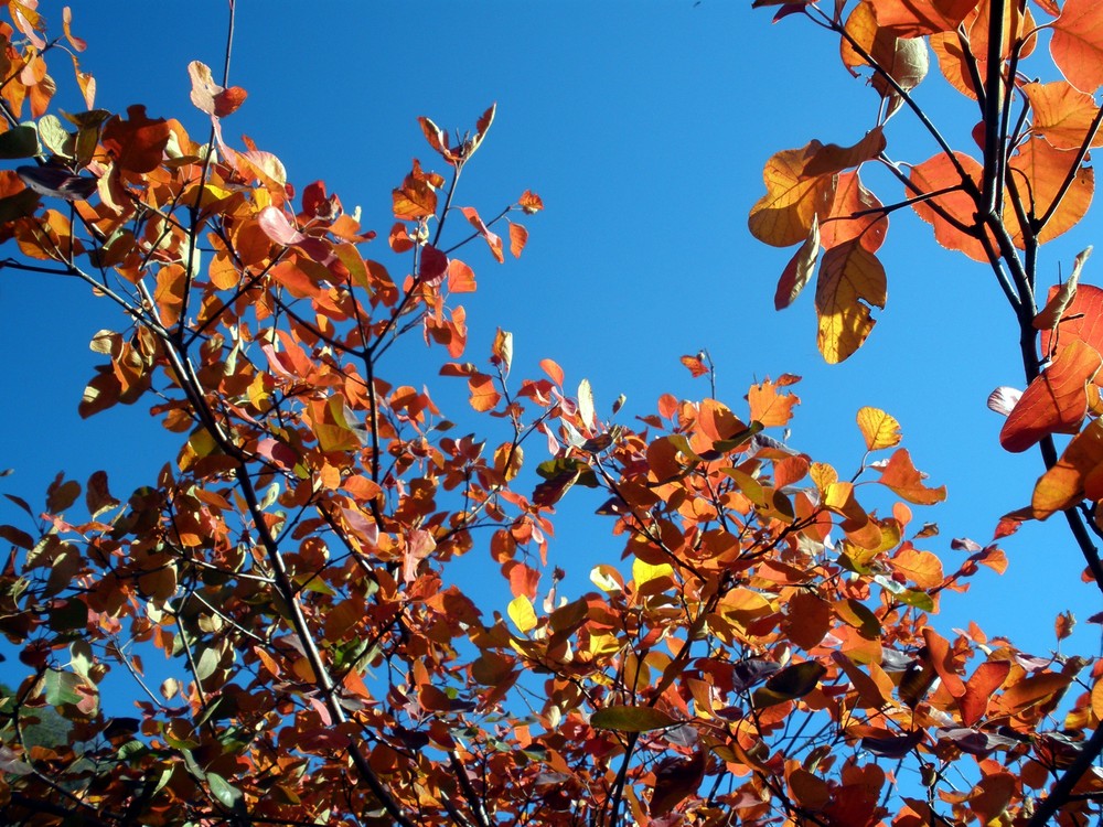 Autumn in Beijing