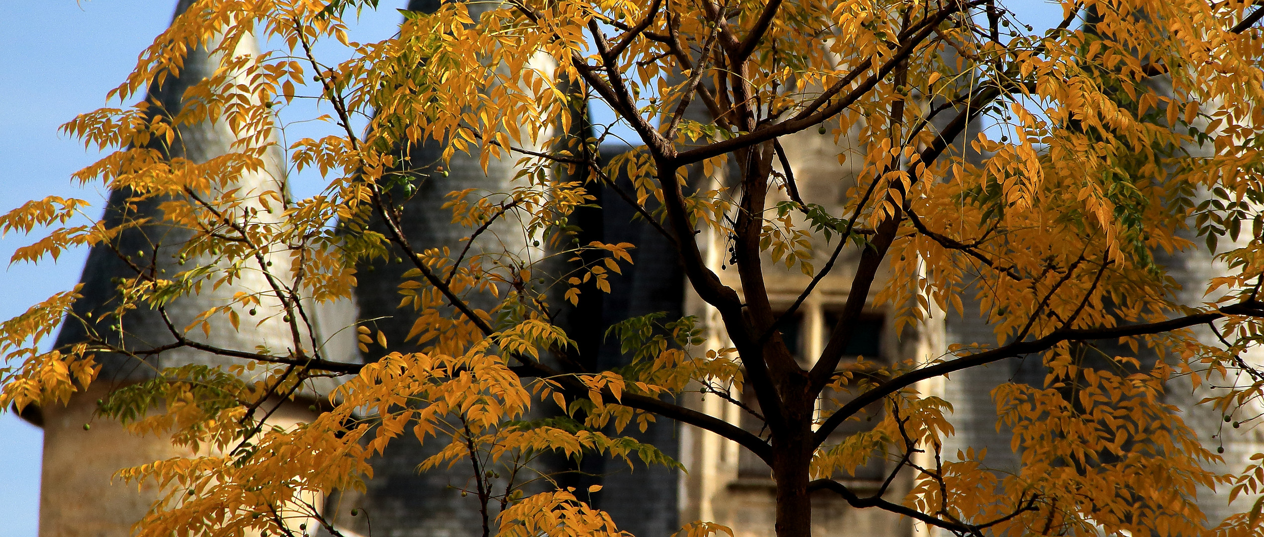 Autumn in Bordeaux, SW of France