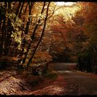 Autumn in Faget, Cluj, Romania.