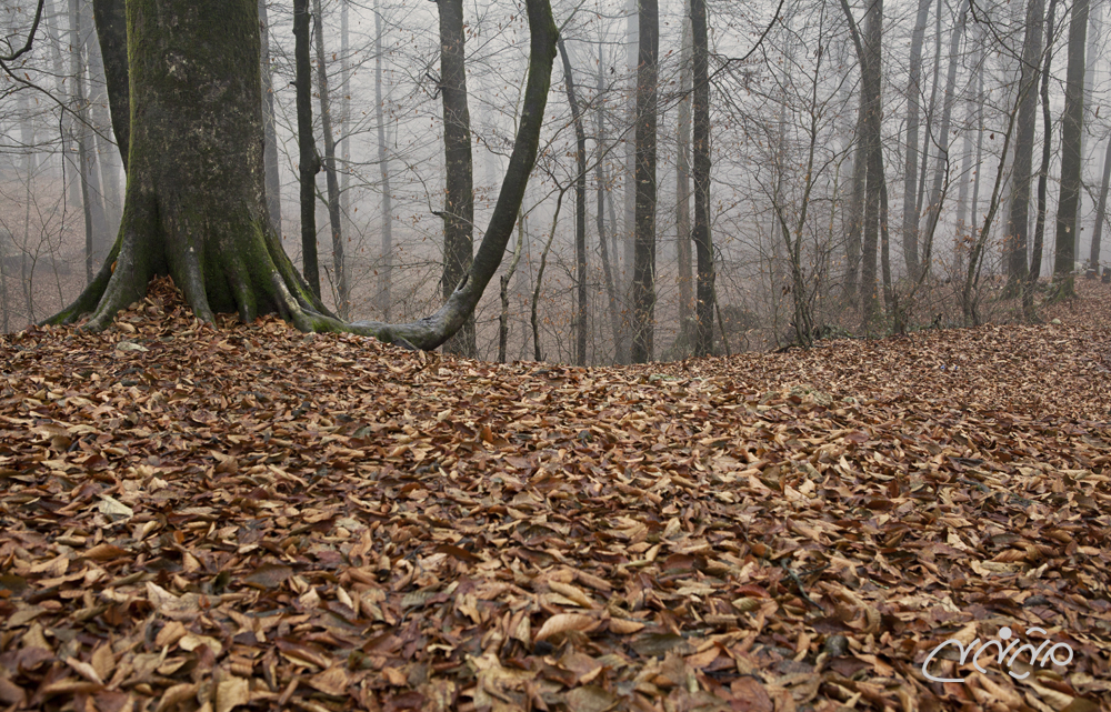 autumn in forest