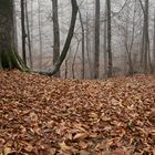 autumn in forest