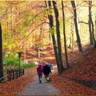 Autumn in forest