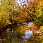 Autumn in full bloom