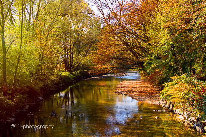 Autumn in full bloom