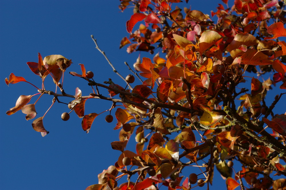 Autumn in full color.