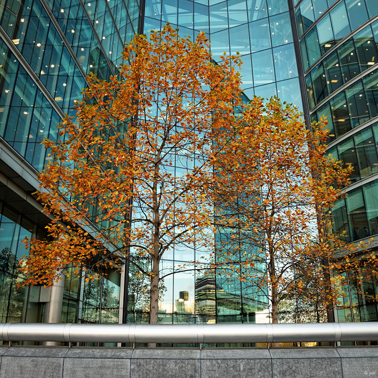 Autumn in Glass