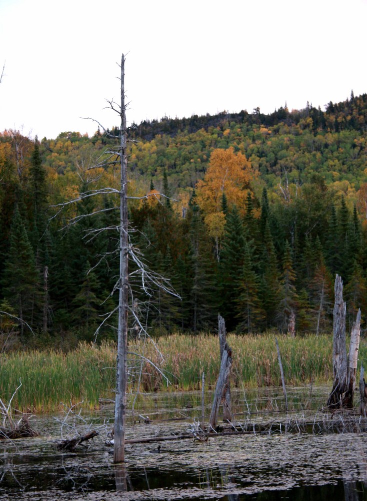 Autumn in Grand Portage, MN