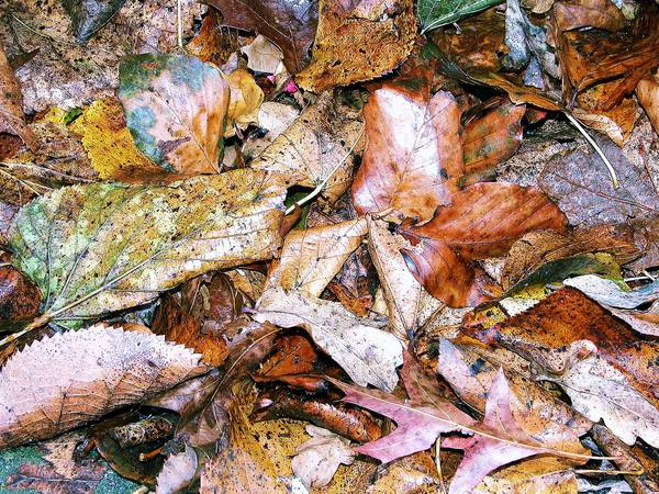 autumn in Holland