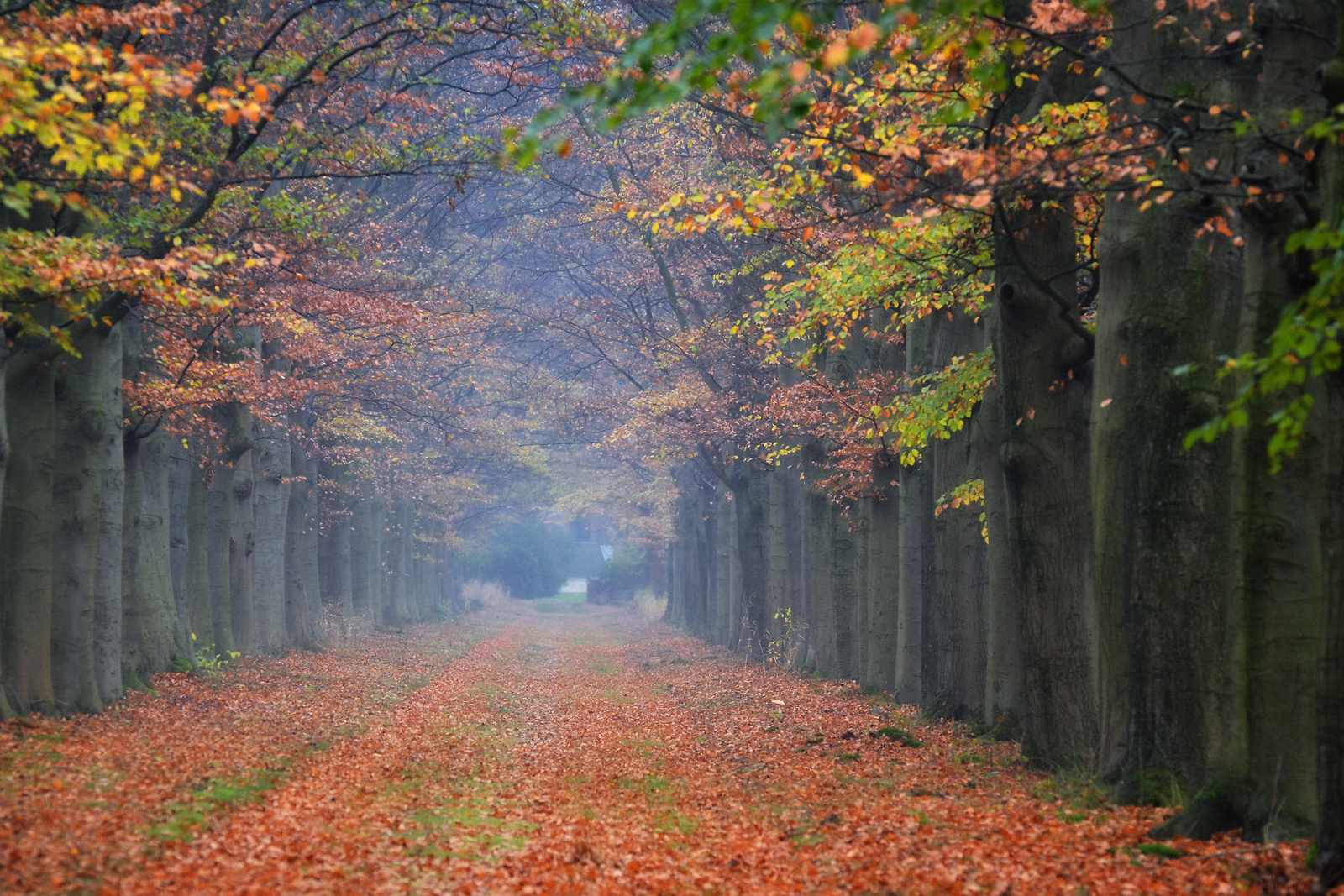 autumn in Holland III