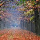 autumn in Holland III