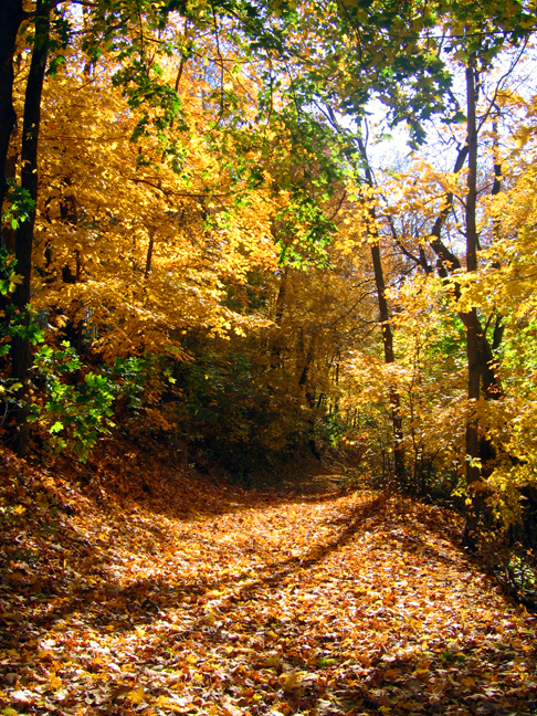 Autumn in Indiana