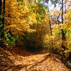 Autumn in Indiana