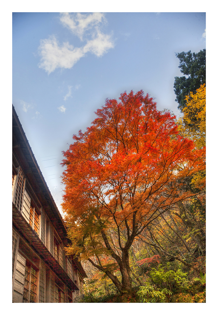 Autumn In Japan 2012-13