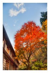 Autumn In Japan 2012-13
