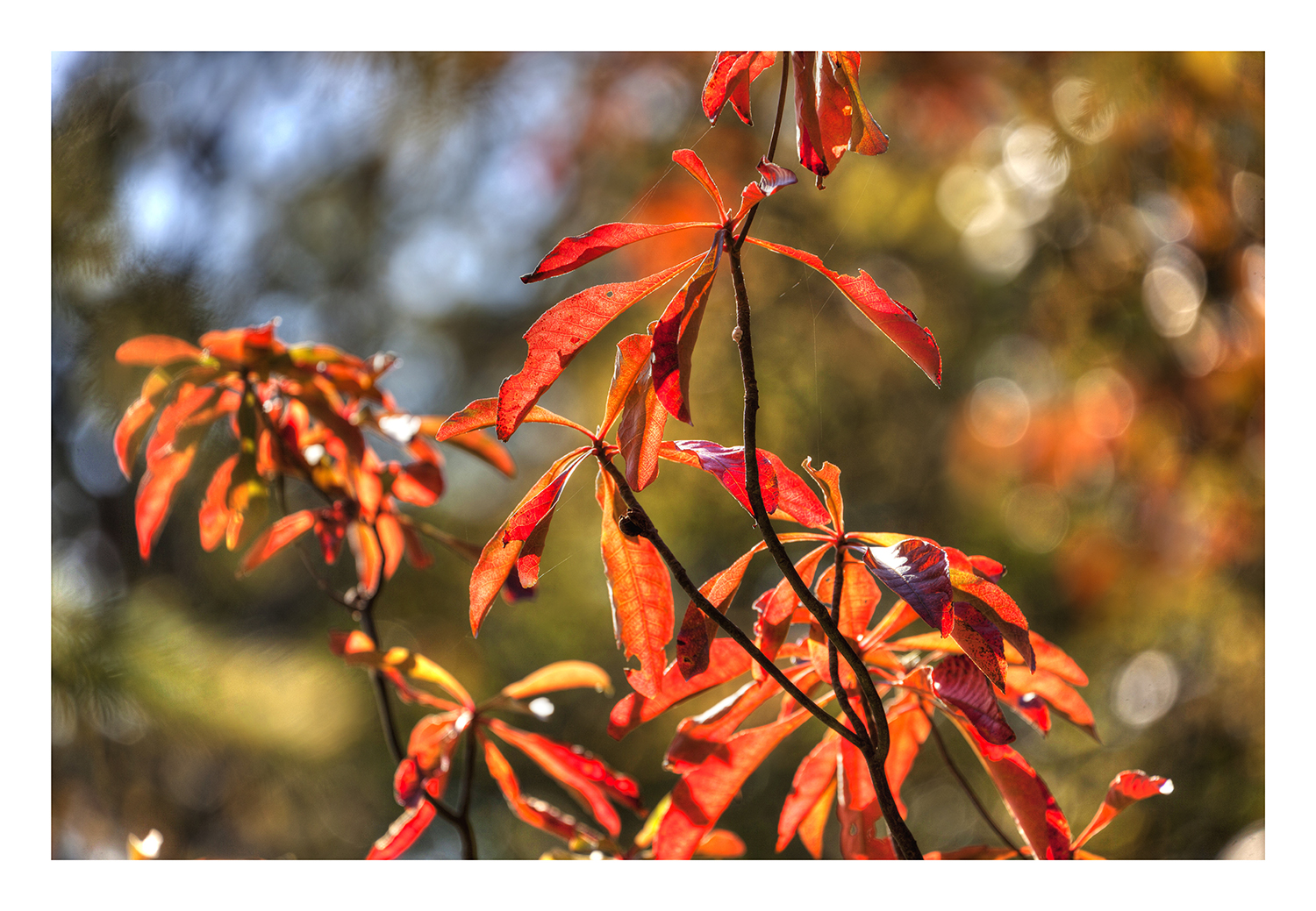 Autumn In Japan 2012-15