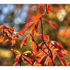 Autumn In Japan 2012-15