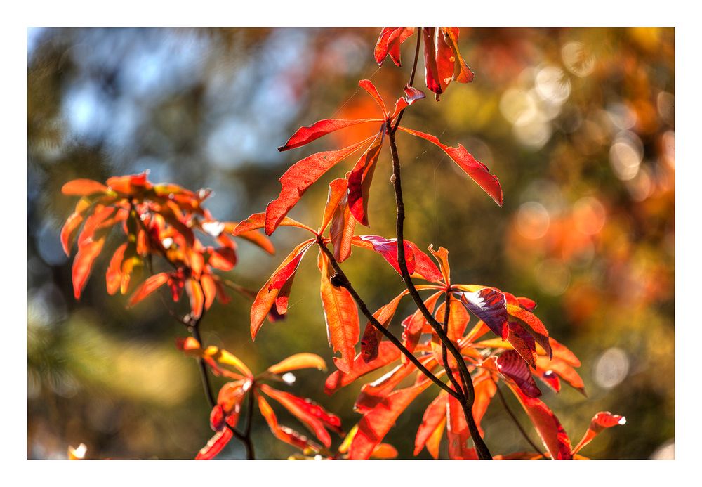 Autumn In Japan 2012-15