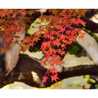 Autumn In Japan 2012-18