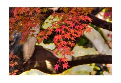 Autumn In Japan 2012-18