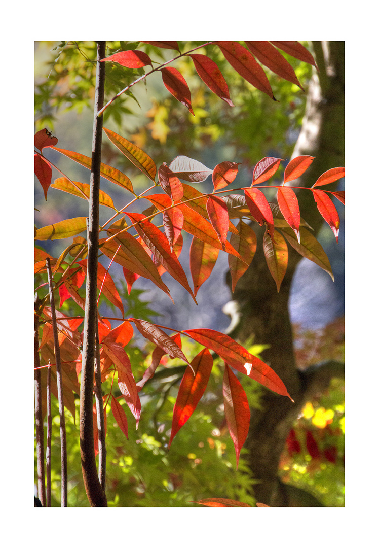 Autumn In Japan 2012-22