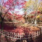 Autumn In Japan 2012-25