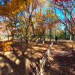 Autumn In Japan 2012-26