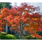 Autumn In Japan 2012-29