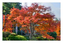 Autumn In Japan 2012-29