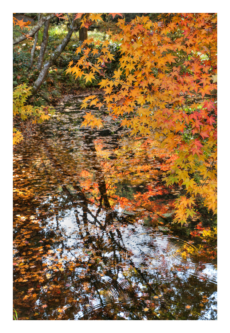 Autumn In Japan 2012-33