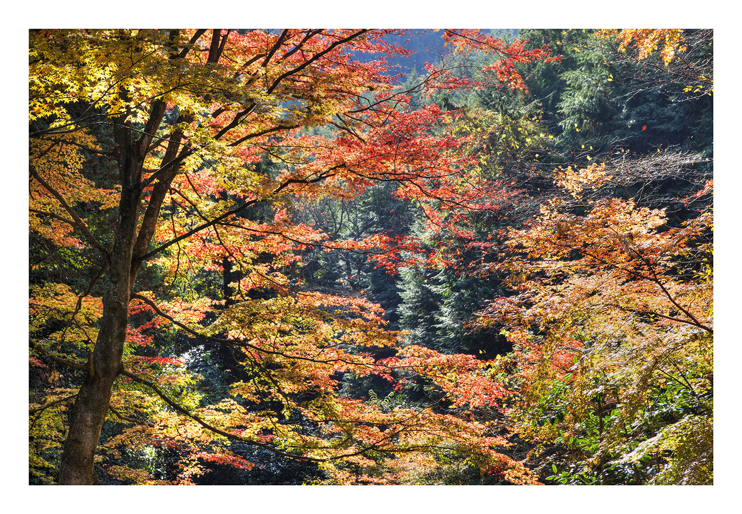 Autumn In Japan 2012-34