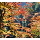 Autumn In Japan 2012-34