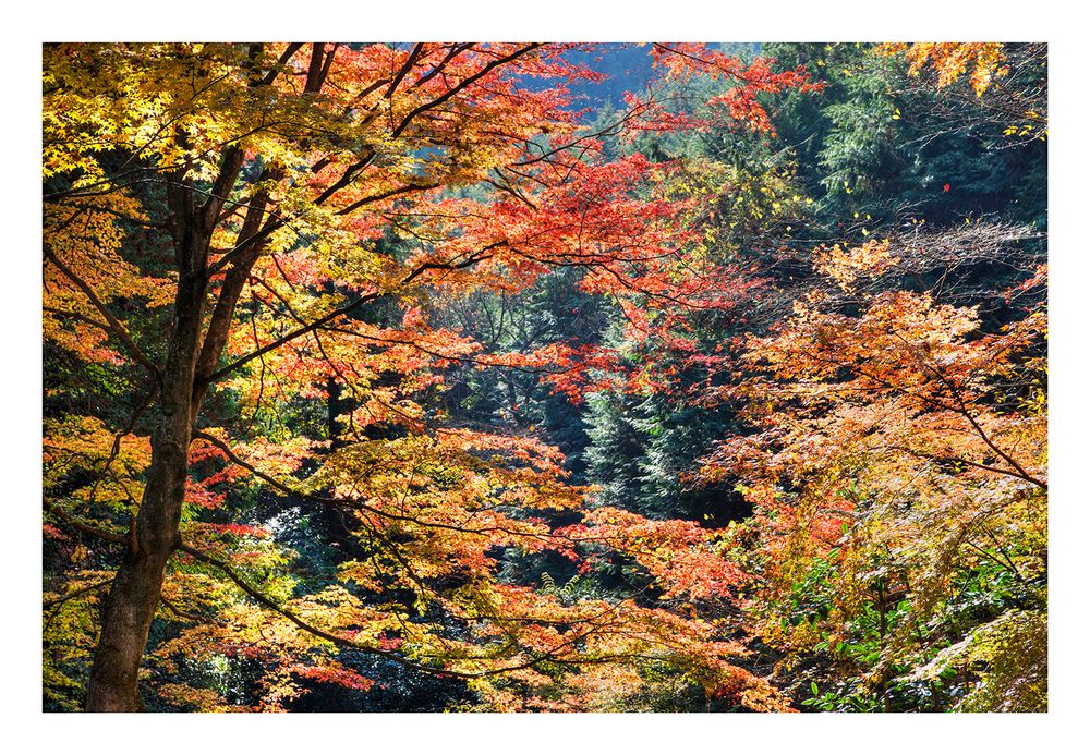 Autumn In Japan 2012-34