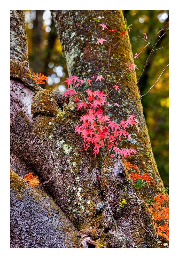 Autumn In Japan 2012-38