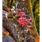 Autumn In Japan 2012-38