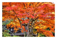 Autumn In Japan 2012-39