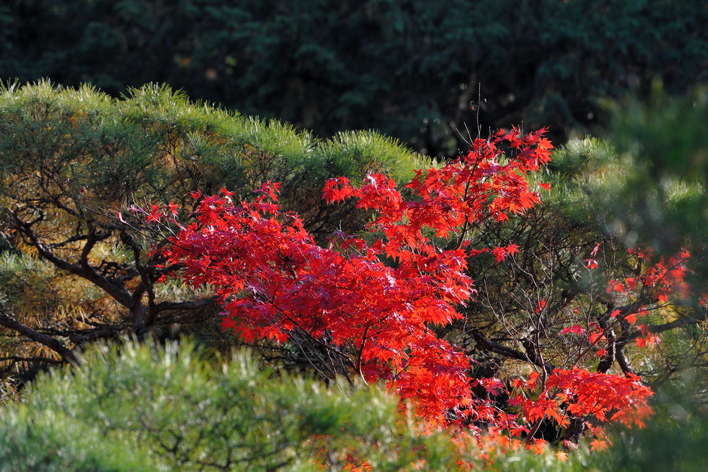 Autumn in Kyoto