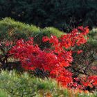 Autumn in Kyoto