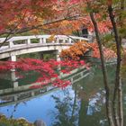 Autumn in Kyoto Jingu Shrine Garden / Herbst in rotem Gewand